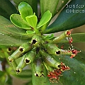 Lumnitzera littorea (Red-flowered Black Mangrove) found in the Cairns City area<br />Canon EOS 7D + EF400 F5.6L